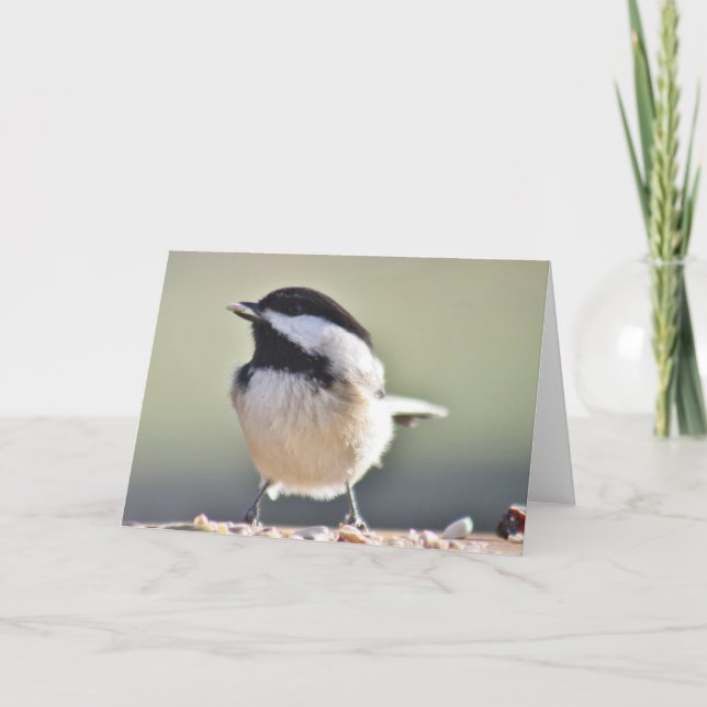 Chickadee-fotografi Kort (Framsida)