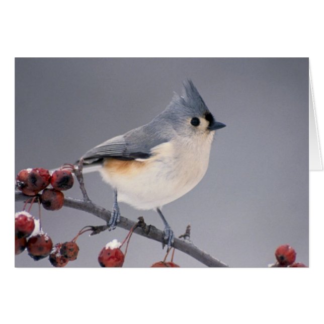 Chickadee Hälsningskort (Framsidan Horizontal)