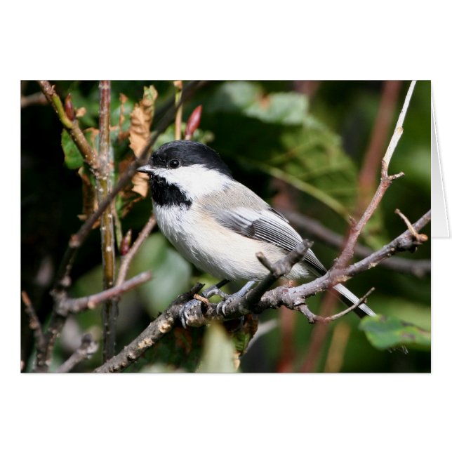 Chickadee Hälsningskort (Framsidan Horizontal)