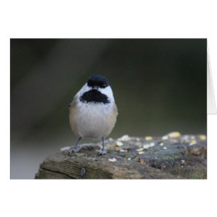 Chickadee-hälsningskort Hälsningskort