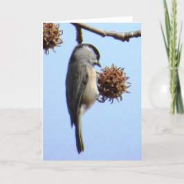 Chickadee-hälsningskort Kort