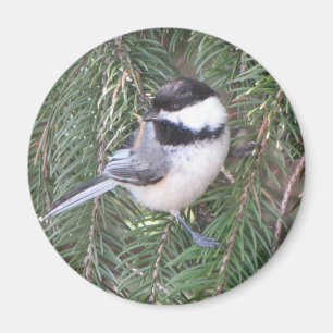 Chickadee i ett grästräd magnet