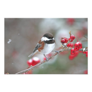 Chickadee i fallande snö med röda bär fototryck