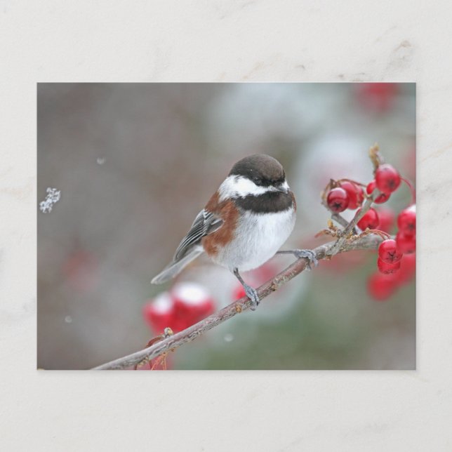 Chickadee i Falling Snö med Red Berries Vykort (Framsida)