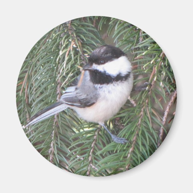 Chickadee i gräs träd magnet (Framsidan)