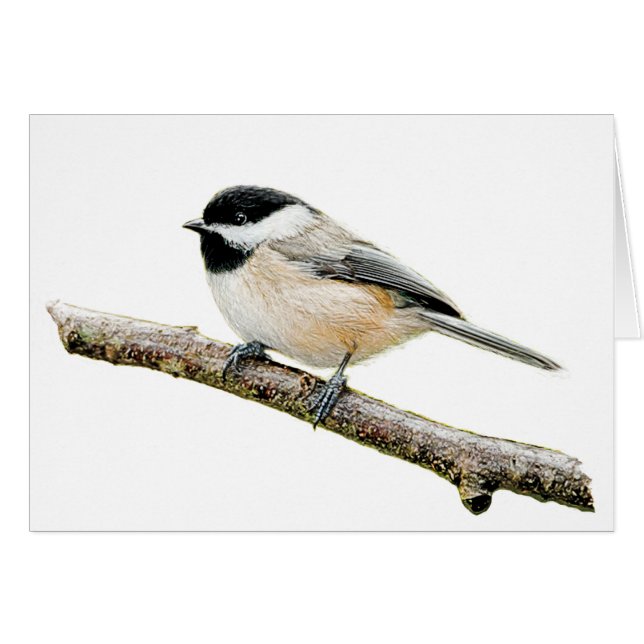 Chickadee i Gren Hälsningskort (Framsidan Horizontal)