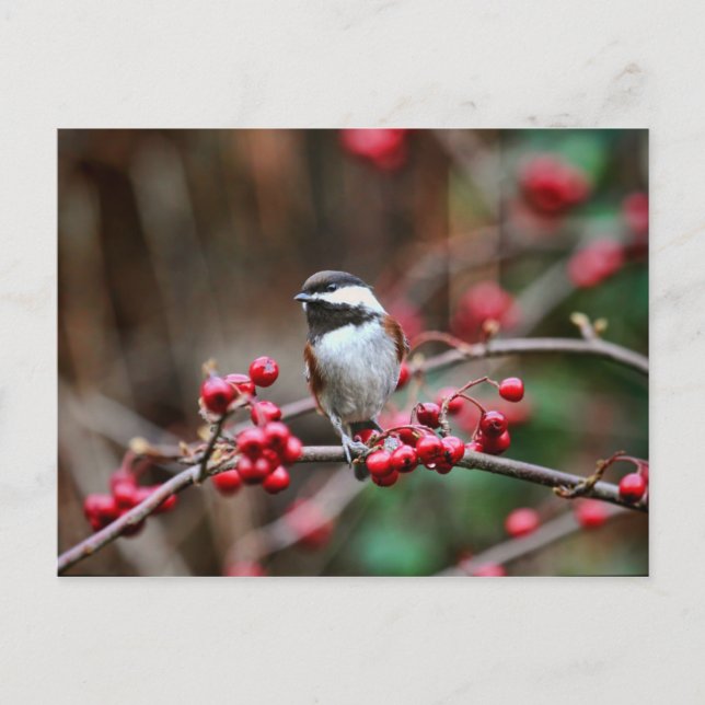 Chickadee i Gren med Red Berries Vykort (Framsida)