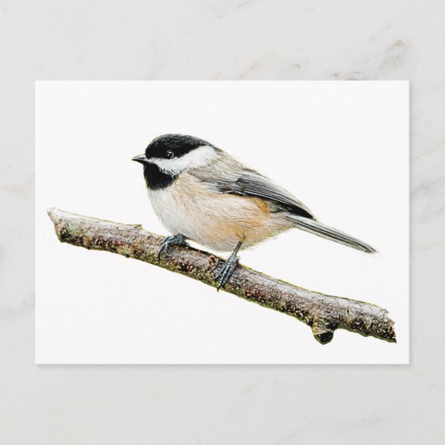 Chickadee i Gren Vykort (Framsida)