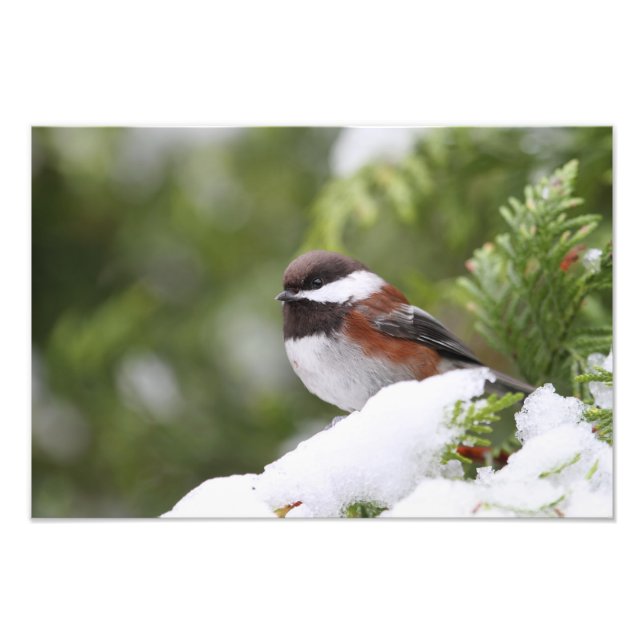 Chickadee i Snö på en Cedar Träd Fototryck (Framsidan)