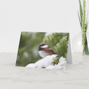 Chickadee i Snö på en Cedar Träd Kort