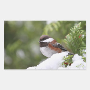 Chickadee i Snö på en Cedar Träd Rektangulärt Klistermärke