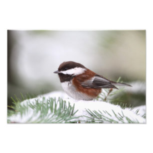Chickadee i snön fototryck