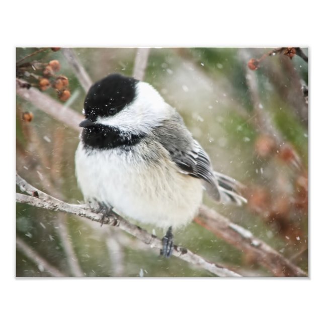 Chickadee i Snowstorm Fototryck (Framsidan)