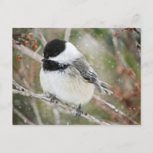 Chickadee i Snowstorm Vykort
