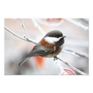 Chickadee i vinter fototryck