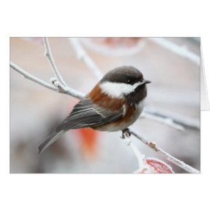 Chickadee i vinter hälsningskort