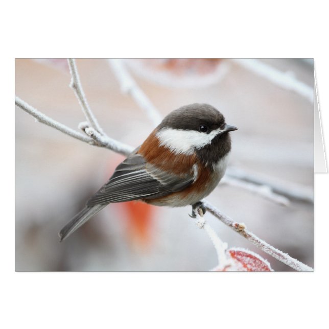 Chickadee i vinter hälsningskort (Framsidan Horizontal)