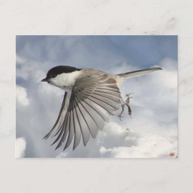 Chickadee in Flight Postcard Vykort (Framsida)