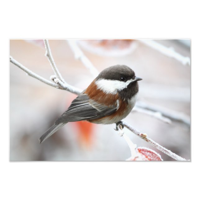 Chickadee in Winter Fototryck (Framsidan)