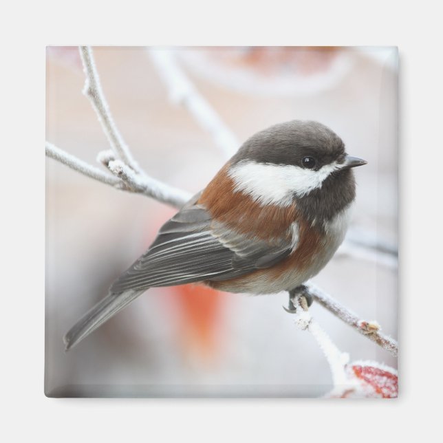 Chickadee in Winter Magnet (Framsidan)