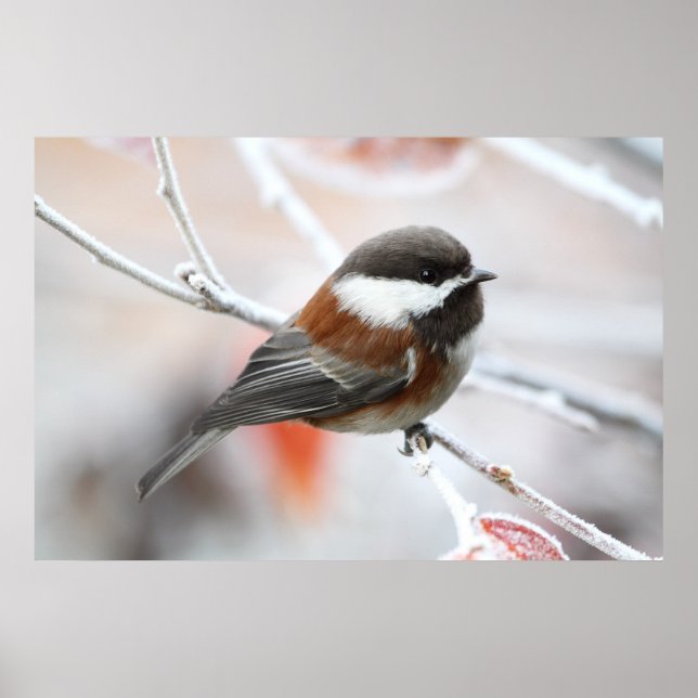 Chickadee in Winter Poster (Framsidan)