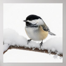Chickadee in Winter