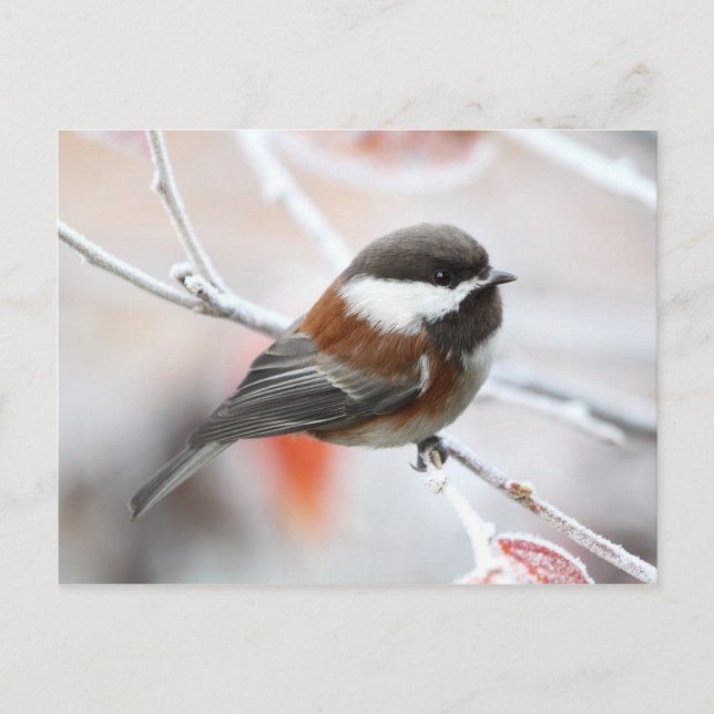 Chickadee in Winter Vykort (Framsida)