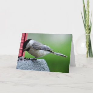 Chickadee Kort