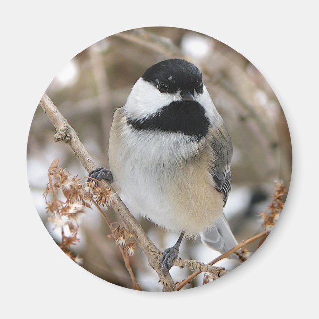 Chickadee Magnet (Framsidan)