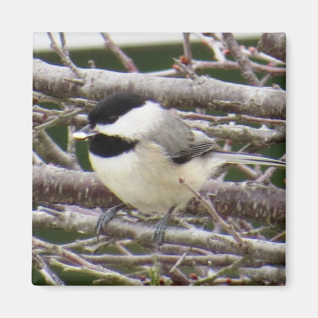 Chickadee Magnet (Framsidan)