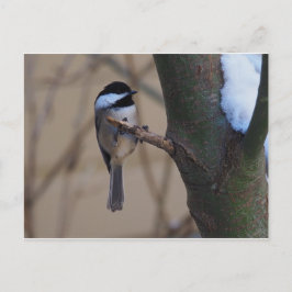 Chickadee Moment Vykort