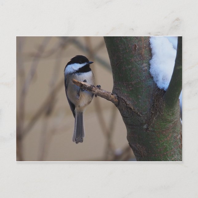 Chickadee Moment Vykort (Framsida)