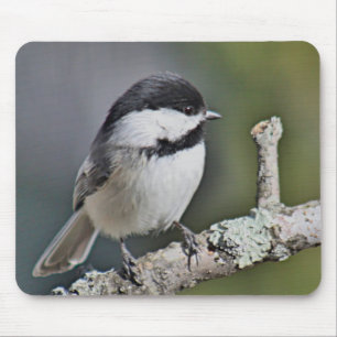 Chickadee Musmatta