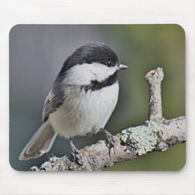 Chickadee Musmatta (Framsidan)