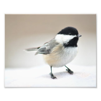 Chickadee nära fototryck
