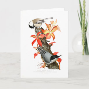Chickadee och Nuthatch Kort