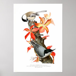 Chickadee och Nuthatch Poster