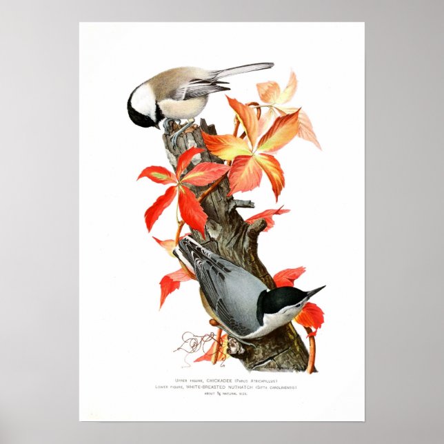 Chickadee och Nuthatch Poster (Framsidan)