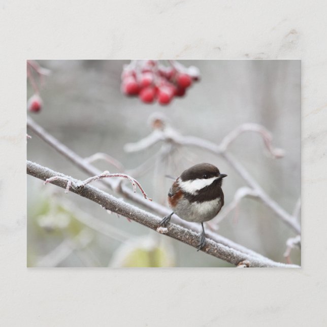 Chickadee och Red Berries i Winter Vykort (Framsida)