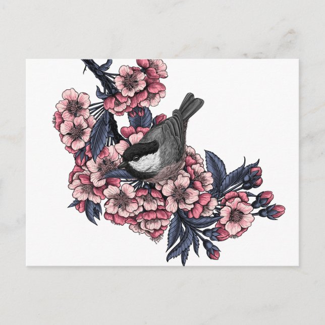 Chickadee på en blommande körsbär gren vykort (Framsida)