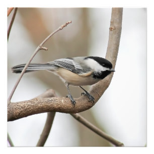 Chickadee på en Gren-torgutskrift Fototryck
