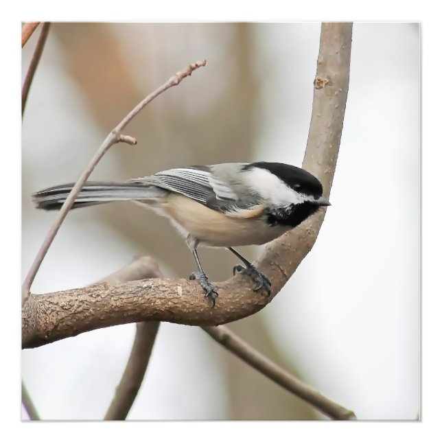 Chickadee på en Gren-torgutskrift Fototryck (Framsidan)