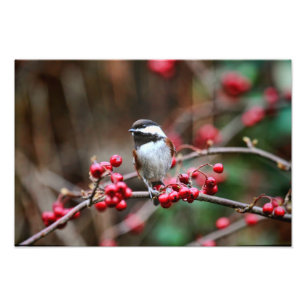 Chickadee på gren med röda bär fototryck
