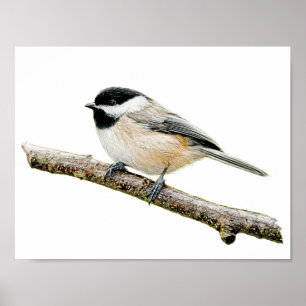 Chickadee på gren poster