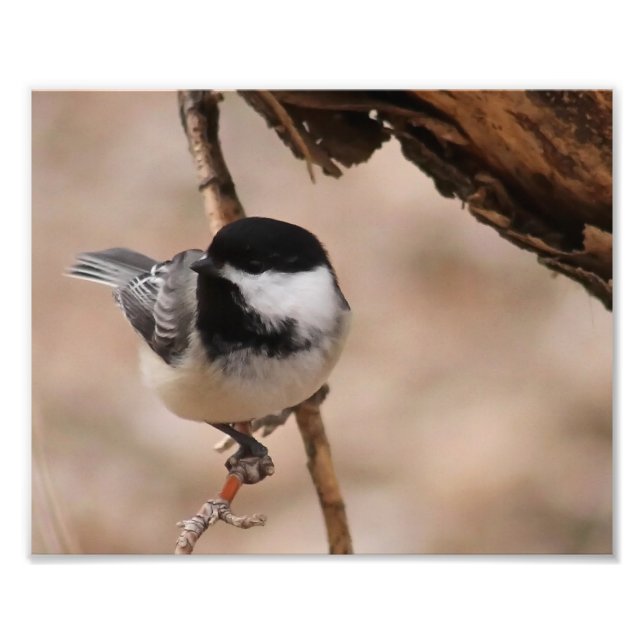 Chickadee Photo Print Fototryck (Framsidan)
