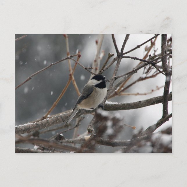 Chickadee Postcard Vykort (Framsida)
