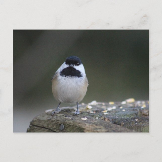 Chickadee Postcard Vykort (Framsida)