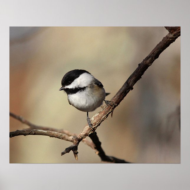 Chickadee Poster (Framsidan)
