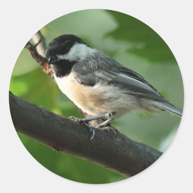 Chickadee Stickers Runt Klistermärke (Framsida)