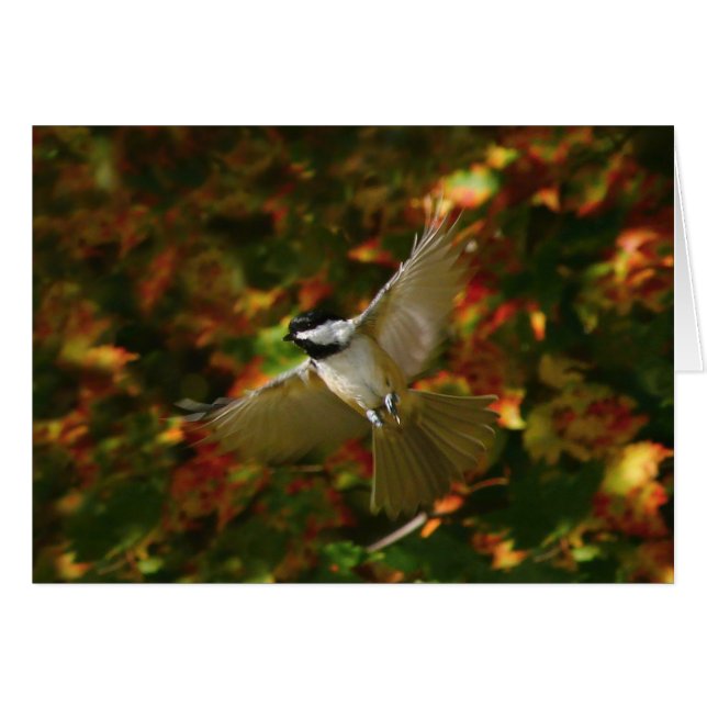 Chickadee under flygning hälsningskort (Framsidan Horizontal)
